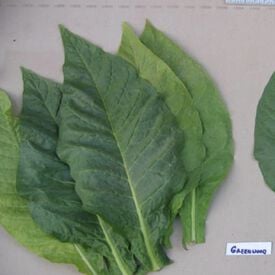 Greenwood, Tobacco Seed